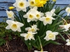 daffodils