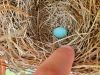 bluebird egg