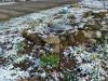 snow on daffodils