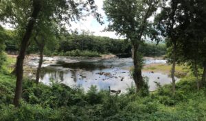 river, trees