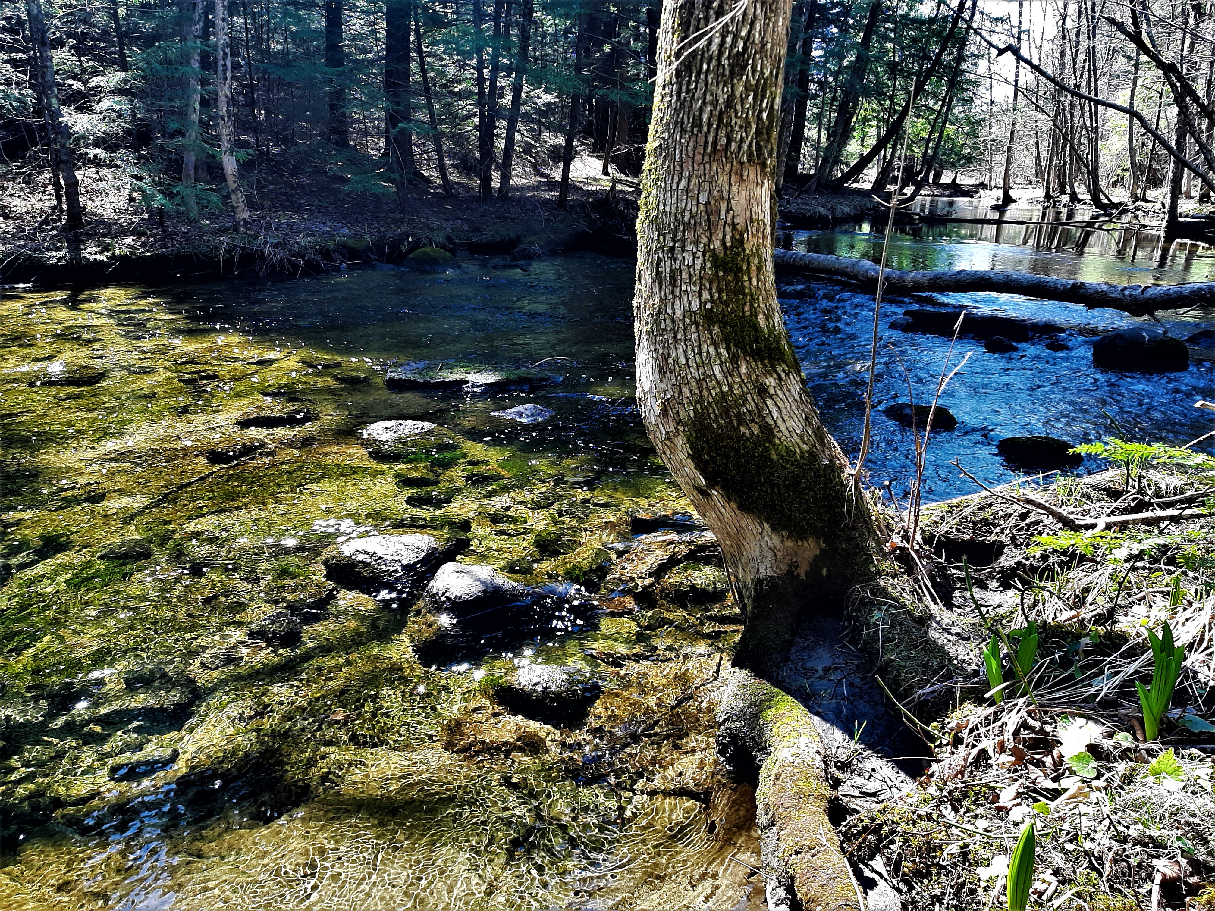 creek flowing