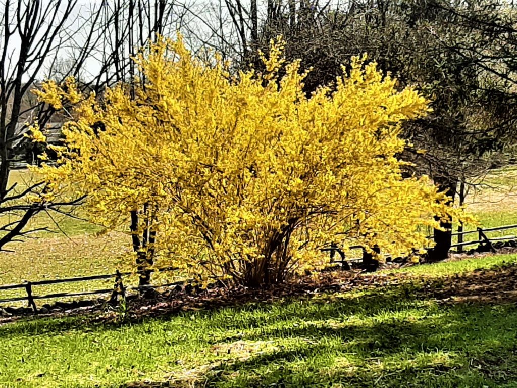 forsythia