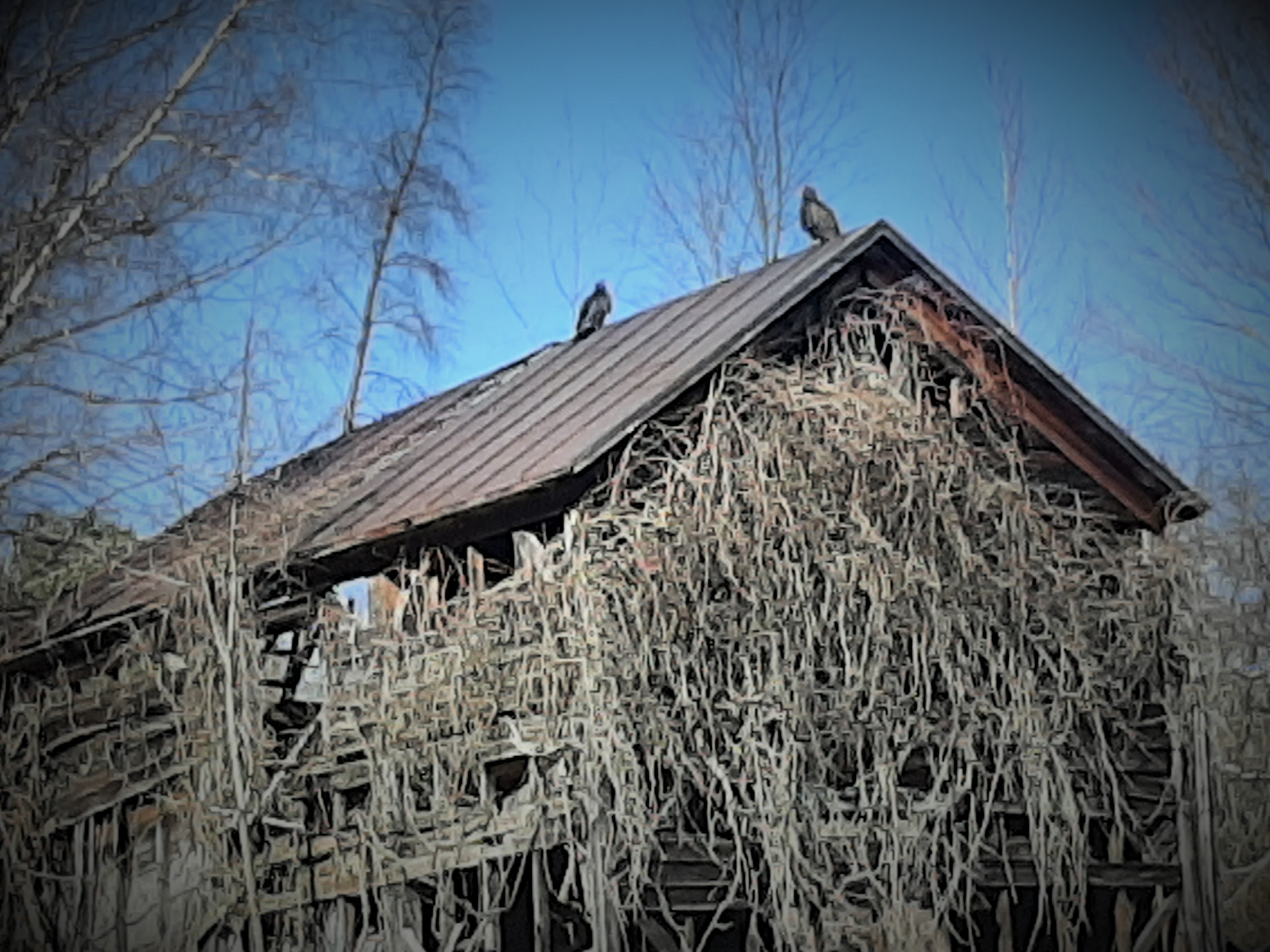 turkey vultures on old barn